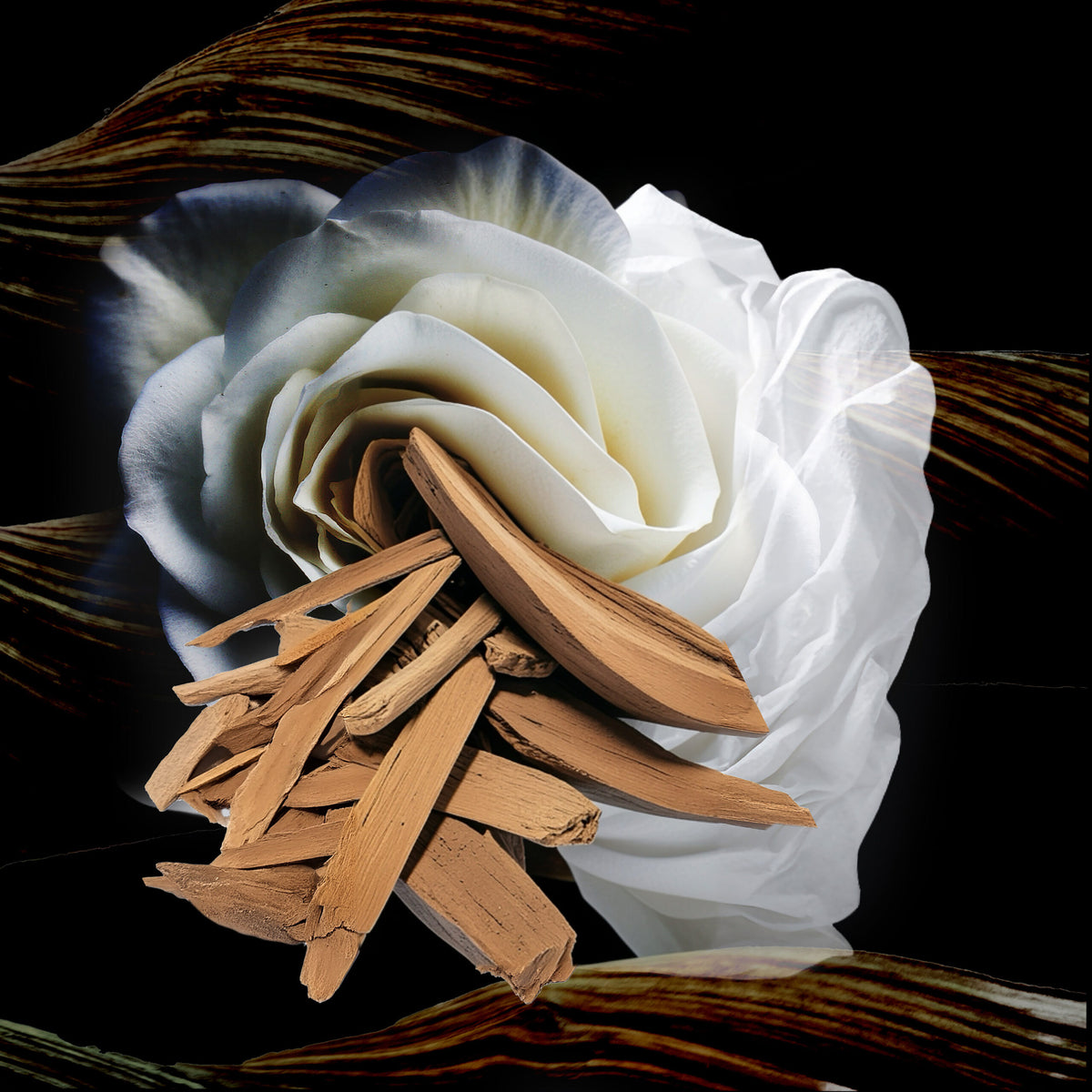 Rose Blanche (75ml) Feminine