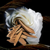 Rose Blanche